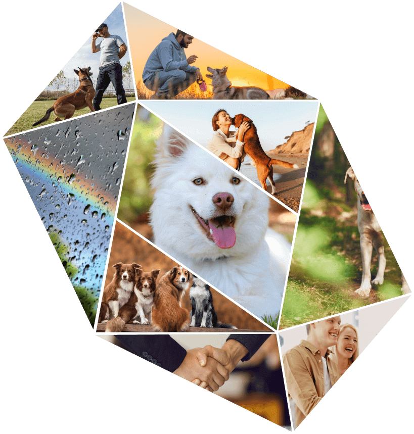Prisme d'images multiples représentant des chiens heureux, de la complicité entre des chiens et leur maître, des clients satisfaits, un arc en ciel.