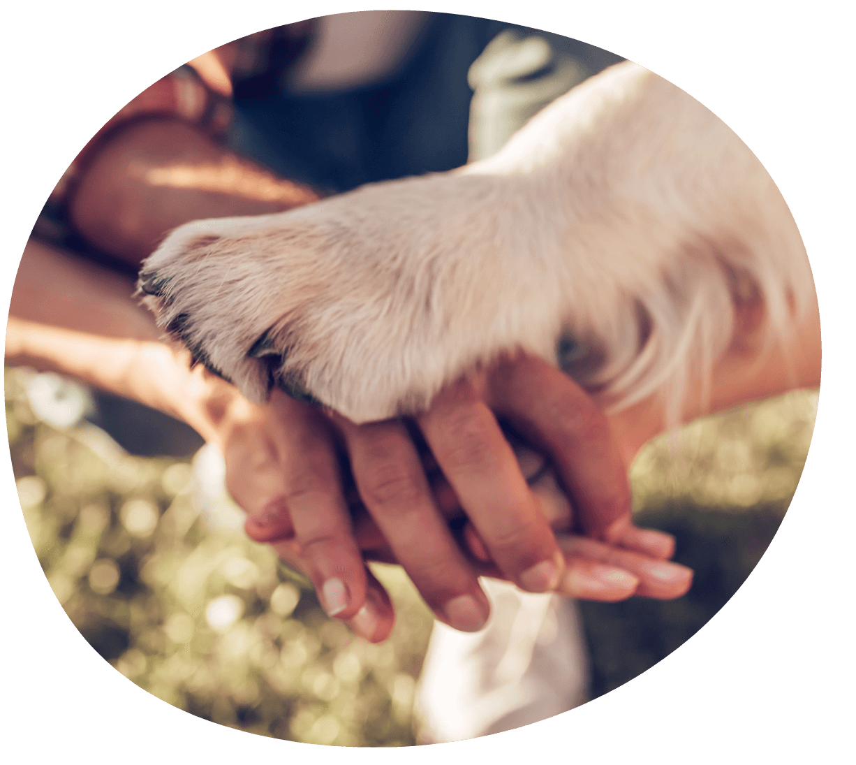 Photos de mains d'hommes et de chien superposées, indiquant une relation forte entre eux.